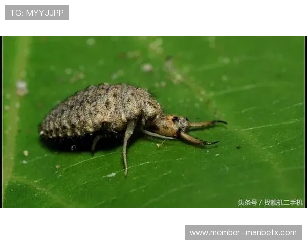 万博手机版max网页版官网入口官方入口地址及常见登录问题解决方案